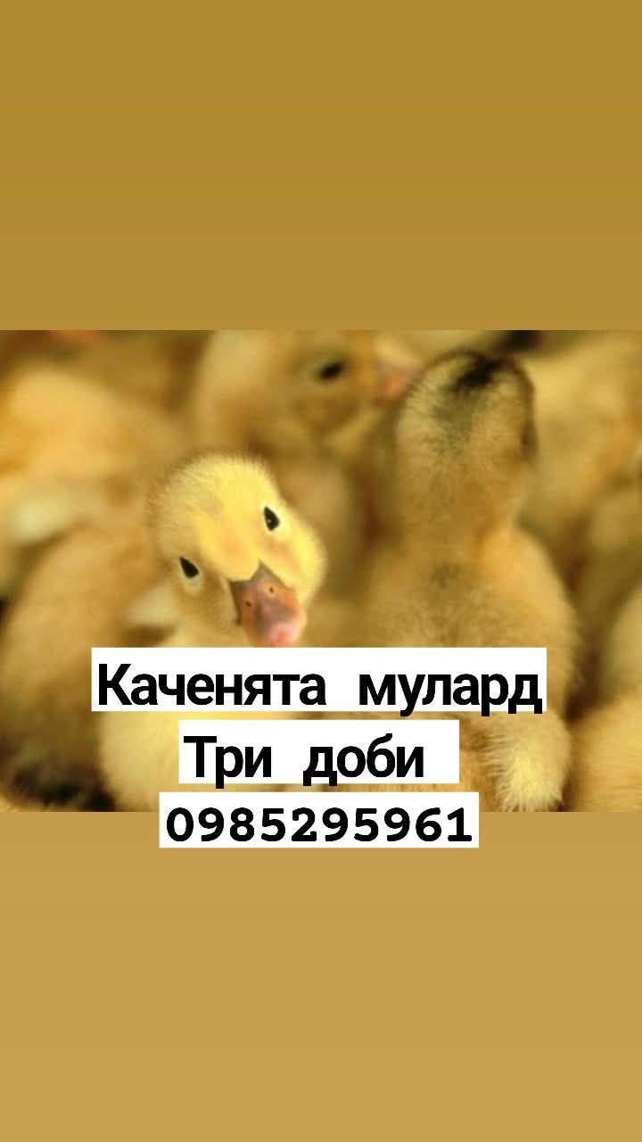 Каченята мулард різного віку