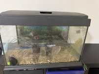 Aquario para Peixes com acessorios