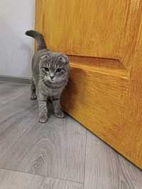 Шотланська веслоуха кішка
