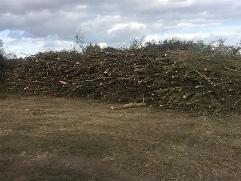 Wycinka drzew lasów karczowanie rebak utylizacja gałęzi skup drewna