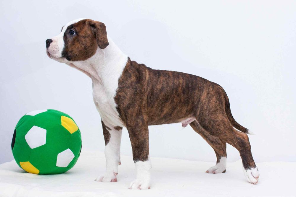 AMSTAFF American Staffordshire Terrier