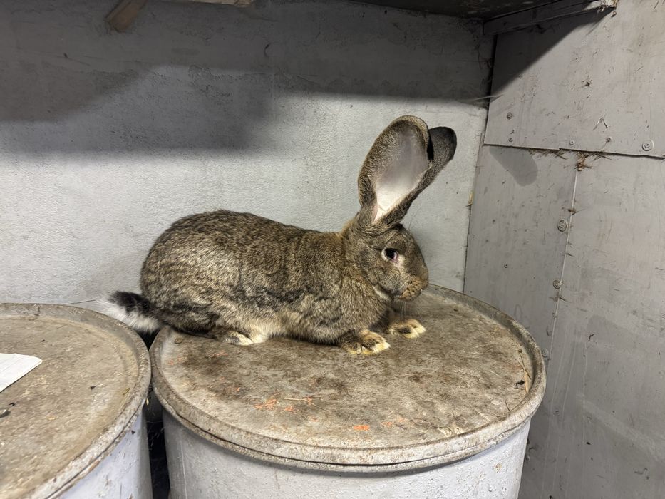 Olbrzym belgijski szary samce 2 sztuki 5.2kg