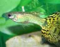 Guppies pardos vendo, castelo branco
