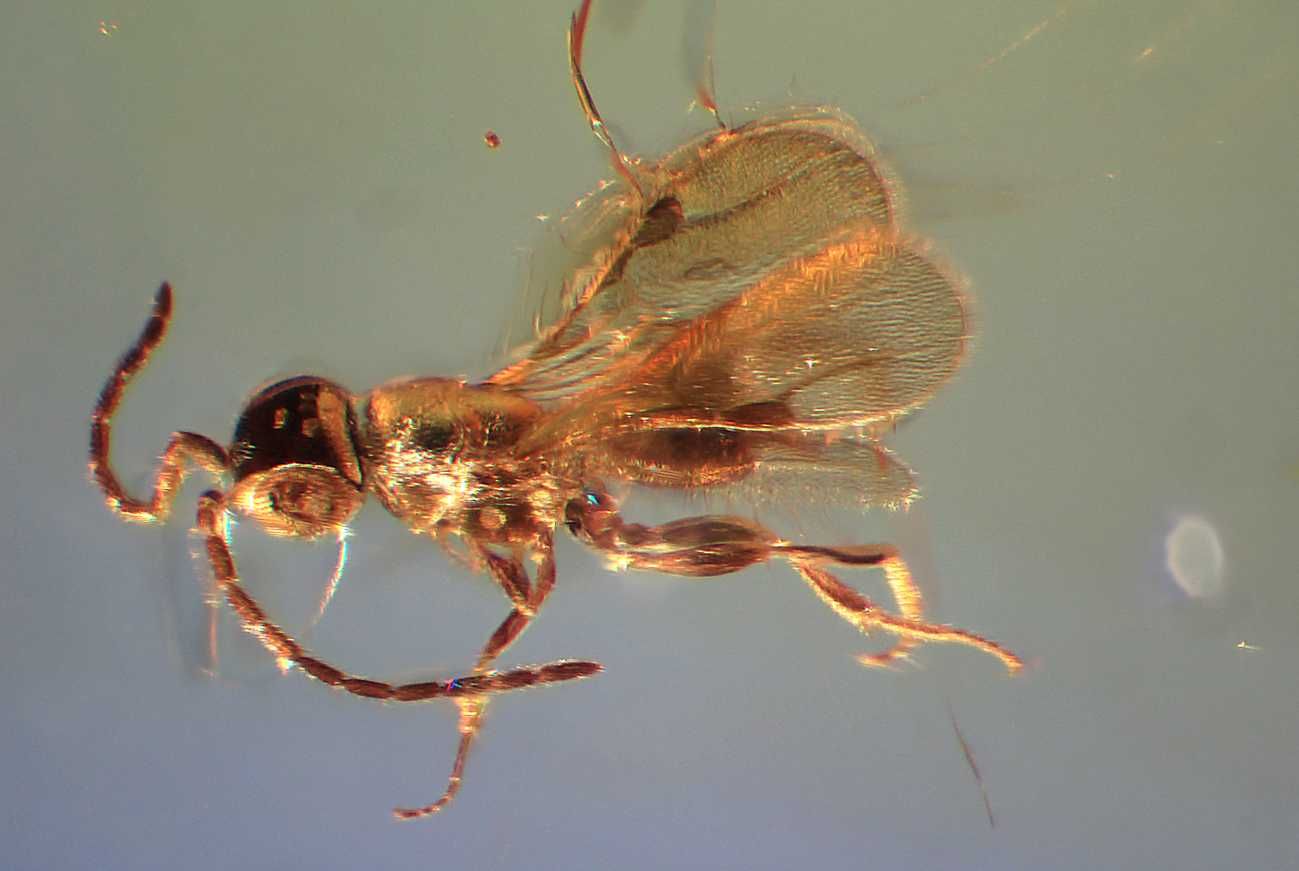Bursztyn inkluzja rzadka osa Hymenoptera Megaspilidae !! wymarła