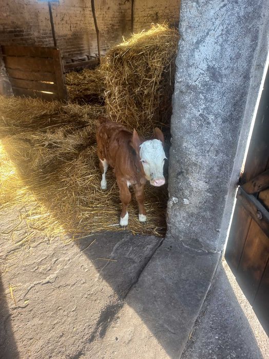 Jałóweczka sprzedam