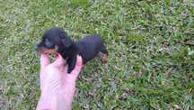 Pinscher miniatura disponível