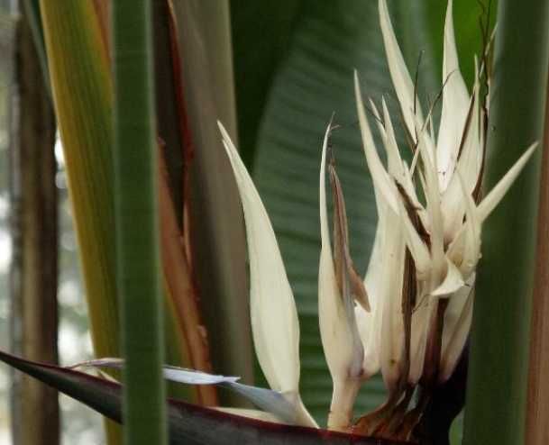 Sementes estrelicia gigante branca 2 un (Strelitzia Augusta)