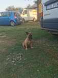 Owczarek Belgijski Malinois