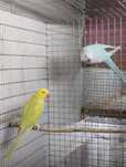 Casal reprodutor Ring necks