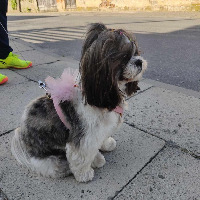ZAREZERWONANA Sunia rasy shih tzu tricolor