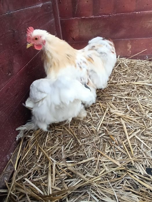 Para Kochina Miniaturowego