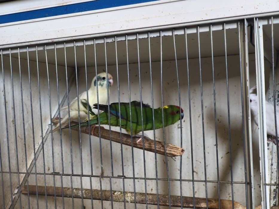 Kakarikis e caturras...