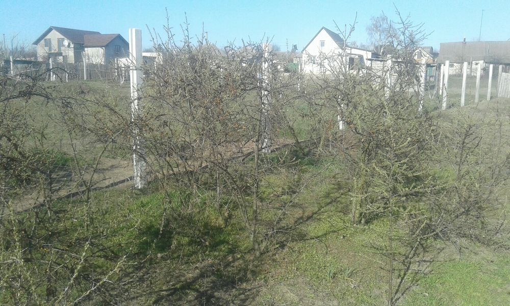 Продам саженцы облепихи.