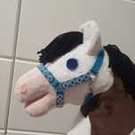 Kantar hobby horse