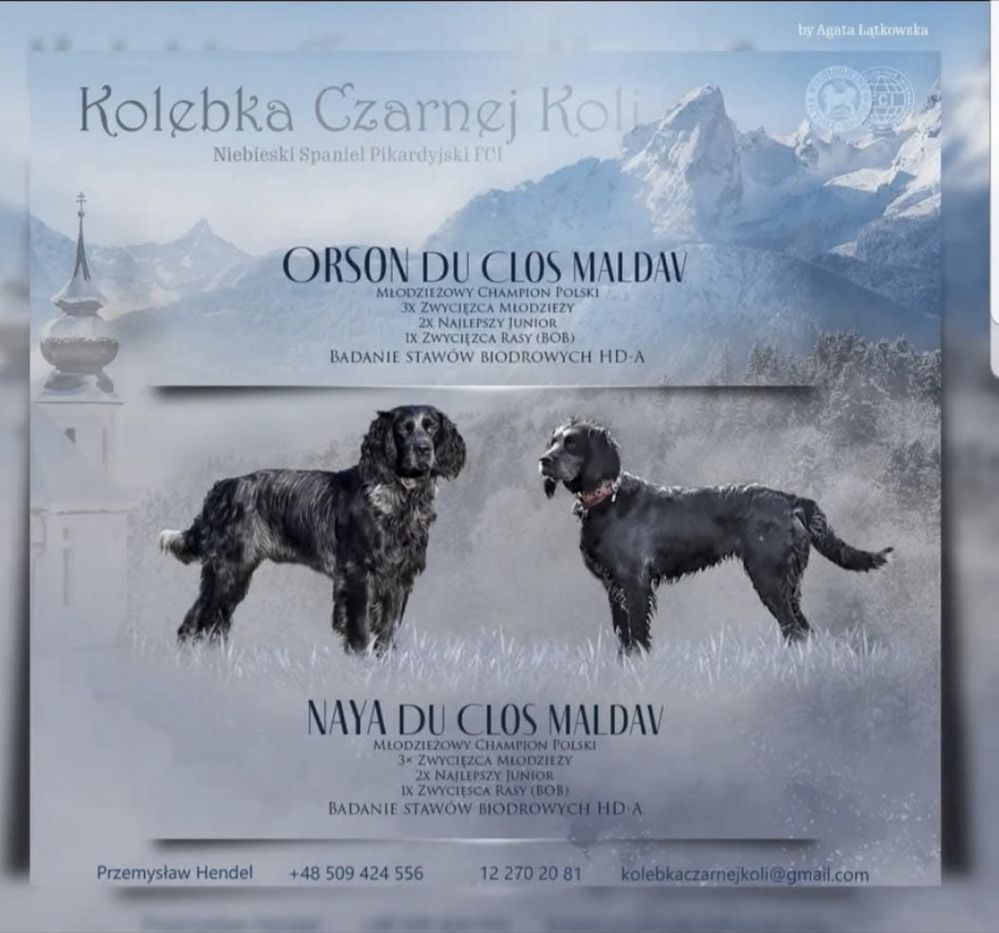 Niebieski spaniel pikardyjski FCl (wyżeł,płochacz)