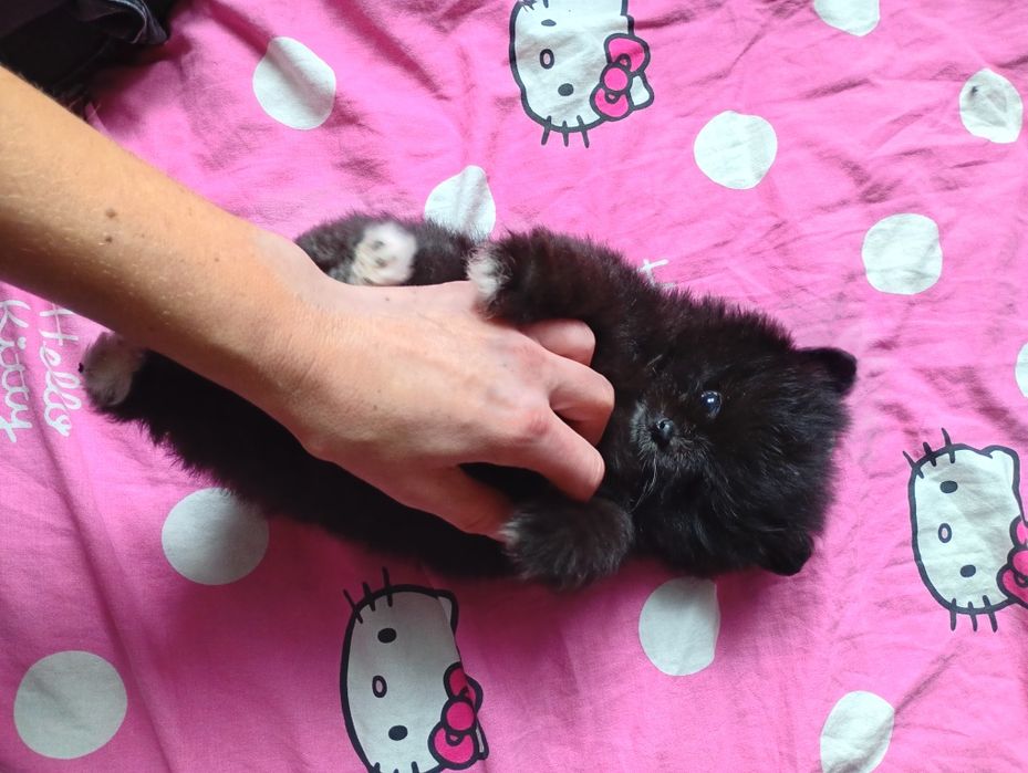 Szpic miniaturowy suczka