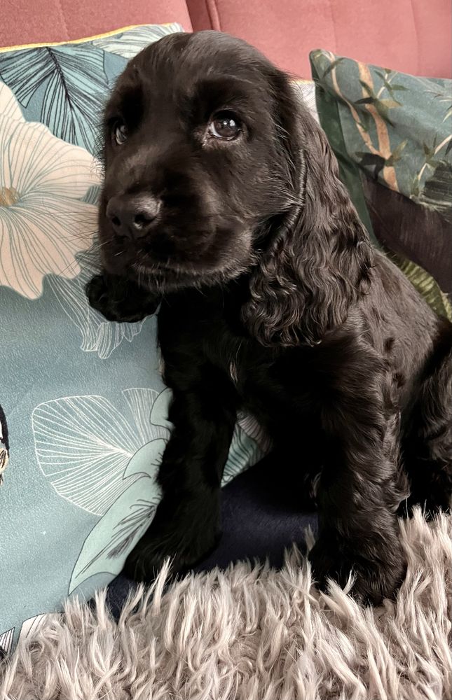 Cocker Spaniel Angielski - rodowód, trening czystości!!