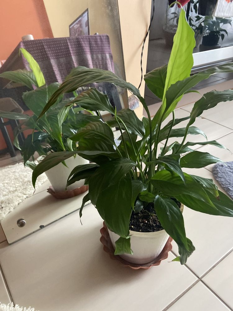 Skrzydlokwiat  Spathiphyllum Kwiatek doniczkowy