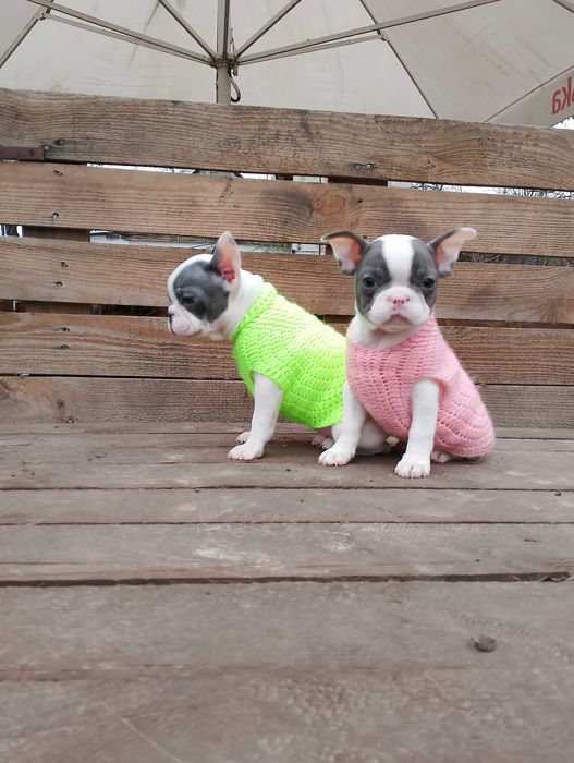 Мальчик и девочка французики