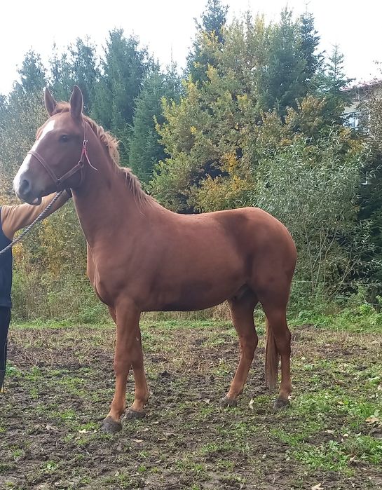 Wałach kasztanowaty