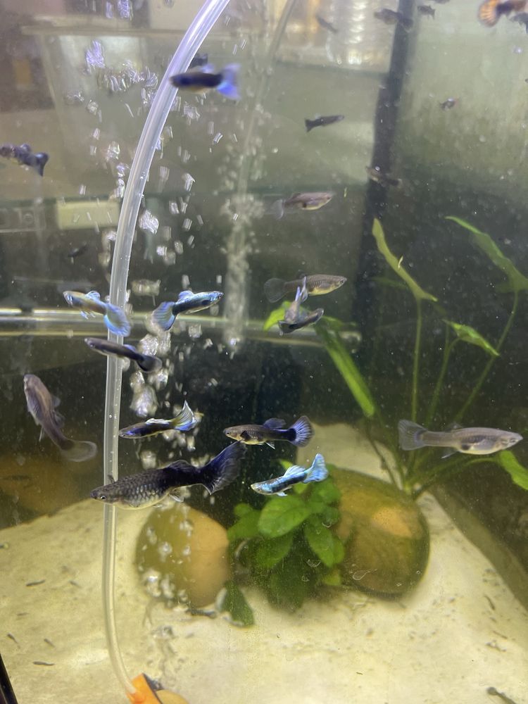 Guppy Blue Moscow (Casal)