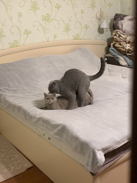 Вязка з котиком Скоттіш фолд