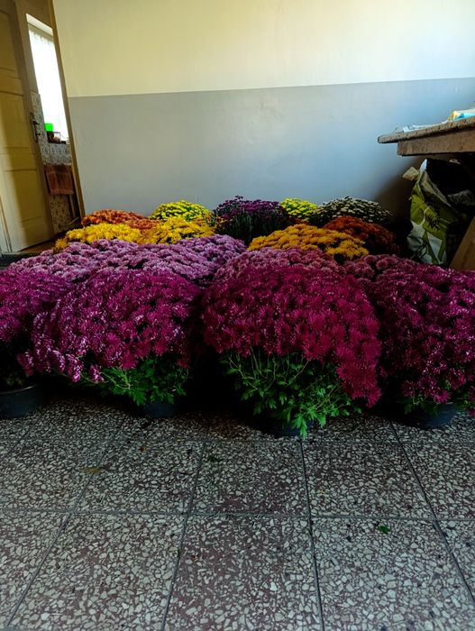 Chryzantemy i różne kolory Ogrodnictwo