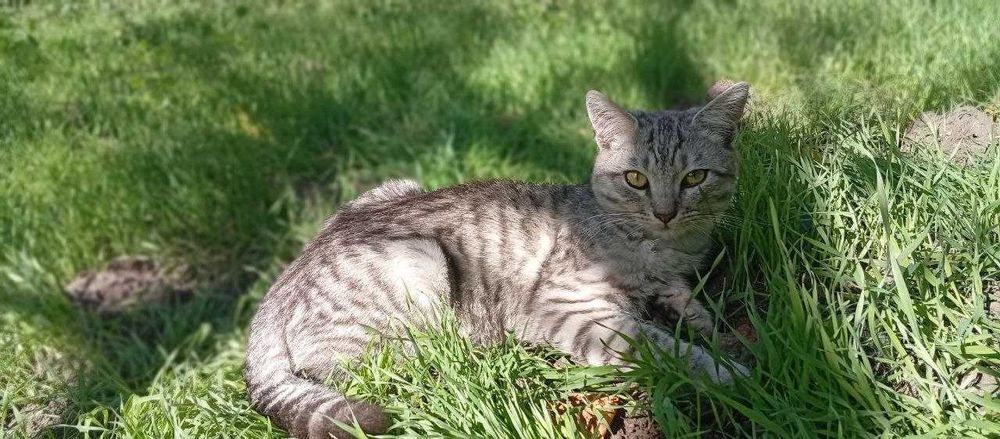 Отдаю двух котят даром