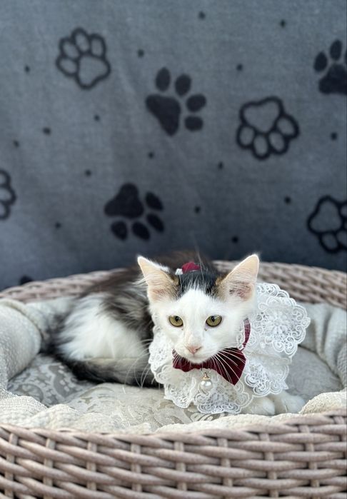 Кошеня 3 місяці (хлопчик)