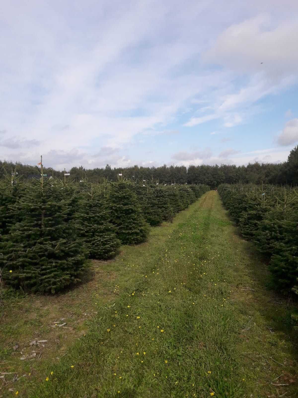 Jodła kaukaska plantacje duńskie