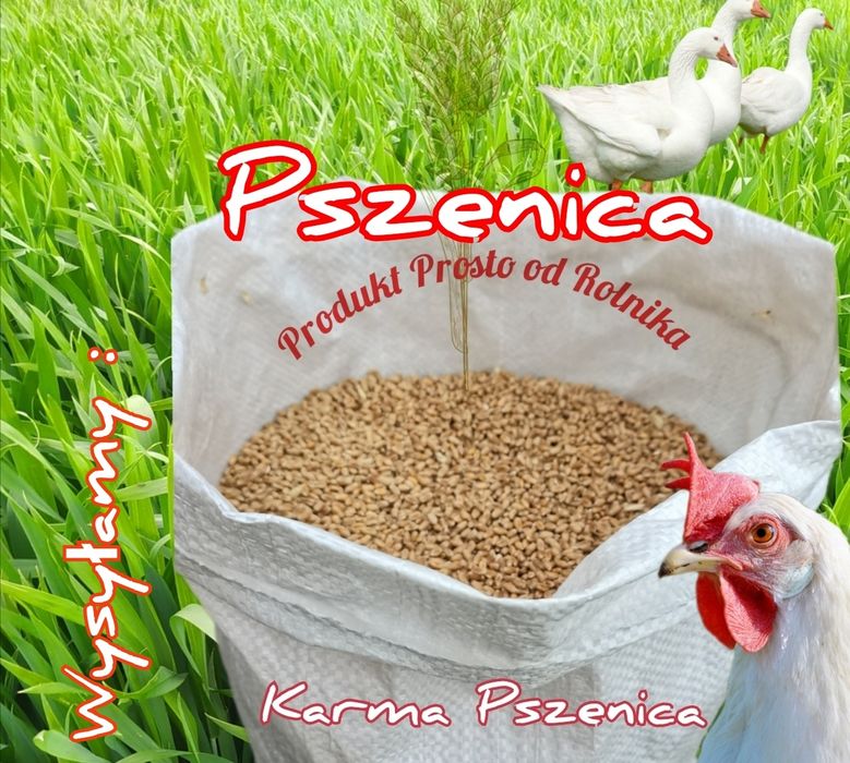 Pszenica Pakowana w worki 25 kg Wysyłka natychmiast Inpost