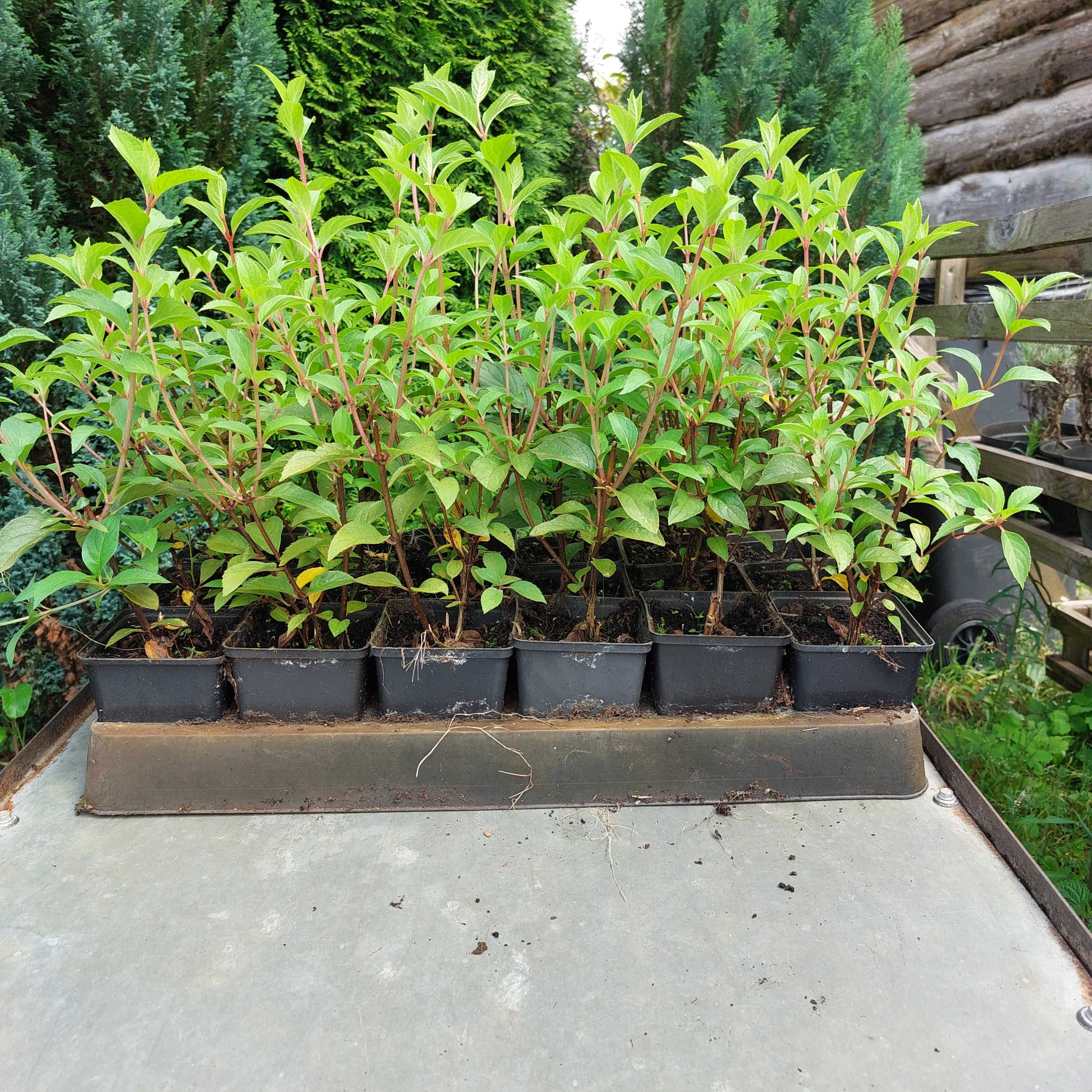 Hortensja (bukietowa) doniczka 0,5l 15-35cm