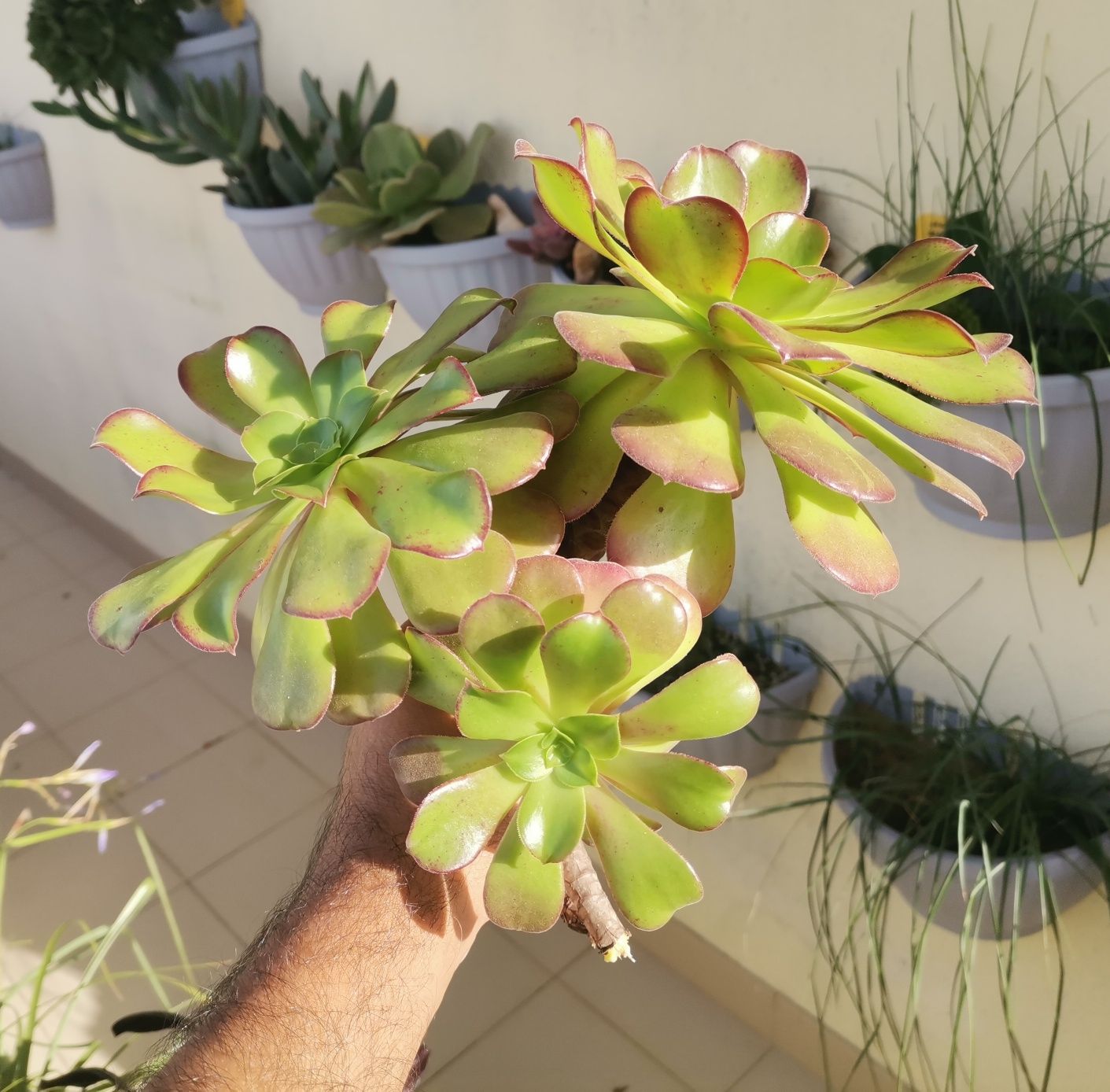 Aeonium Velour, 2 ramos sem raiz, 25-30cms