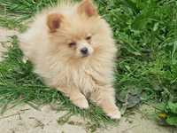 Szpic miniaturowy Pomeranian szczeniak piesek