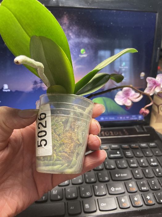 Фаленопсис підліток-азіат