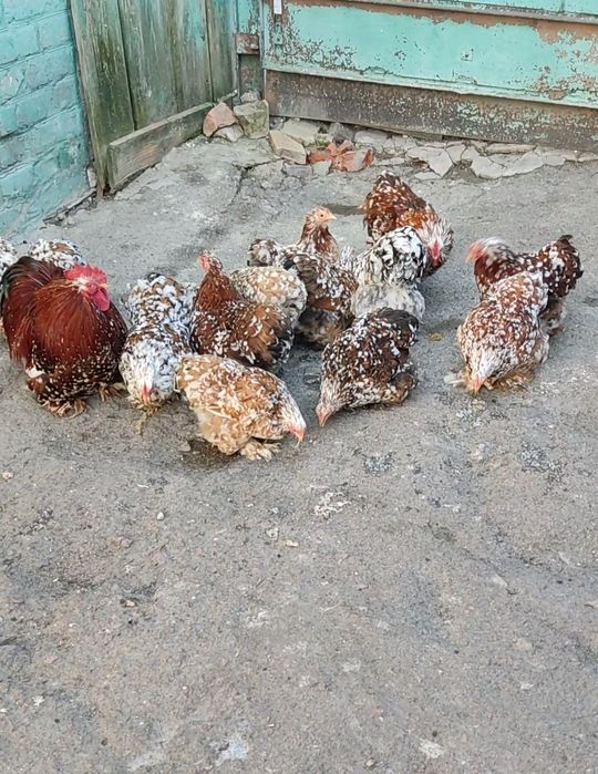 Карликові кохінхіни ситцеві курчатка, інкубаційні яйця,доросла птиця