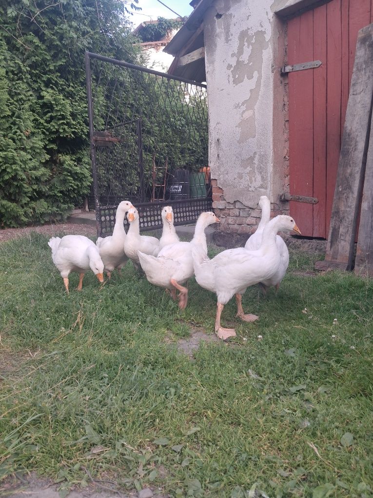 Gęsi hodowlane młode