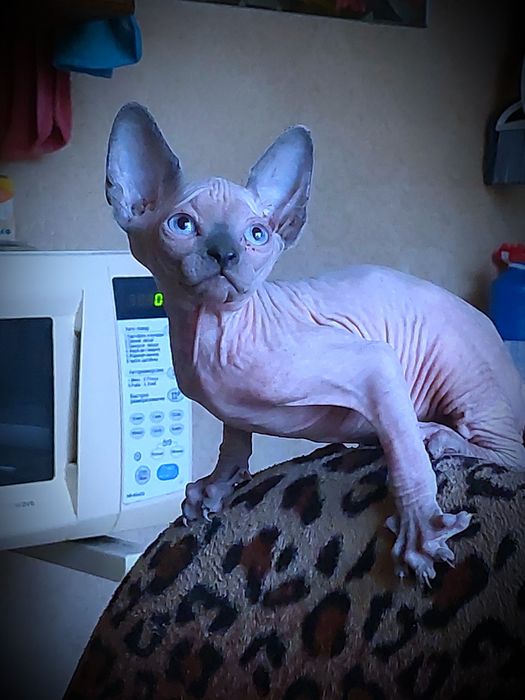 Канадские сфинксы и эльфы