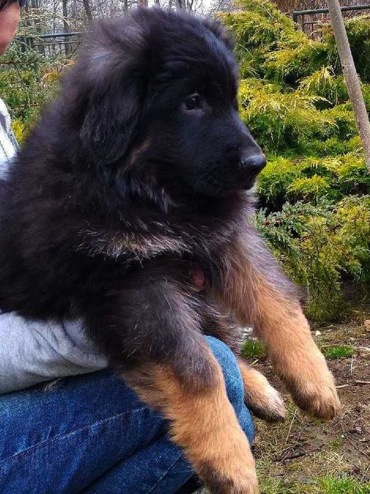 Owczarek niemiecki długowłosy potężny szczeniak po bardzo dużych psach