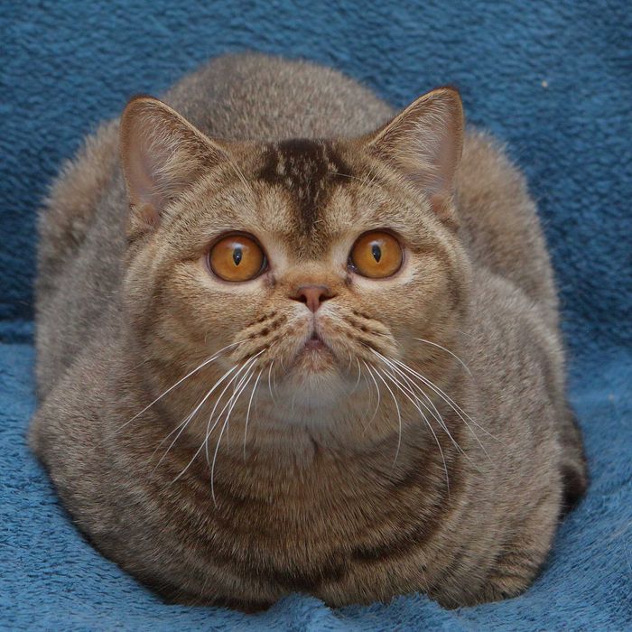 Брутальний, кремезний британець для поціновувачів породи