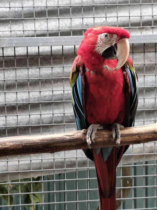 Arara cloptera macho