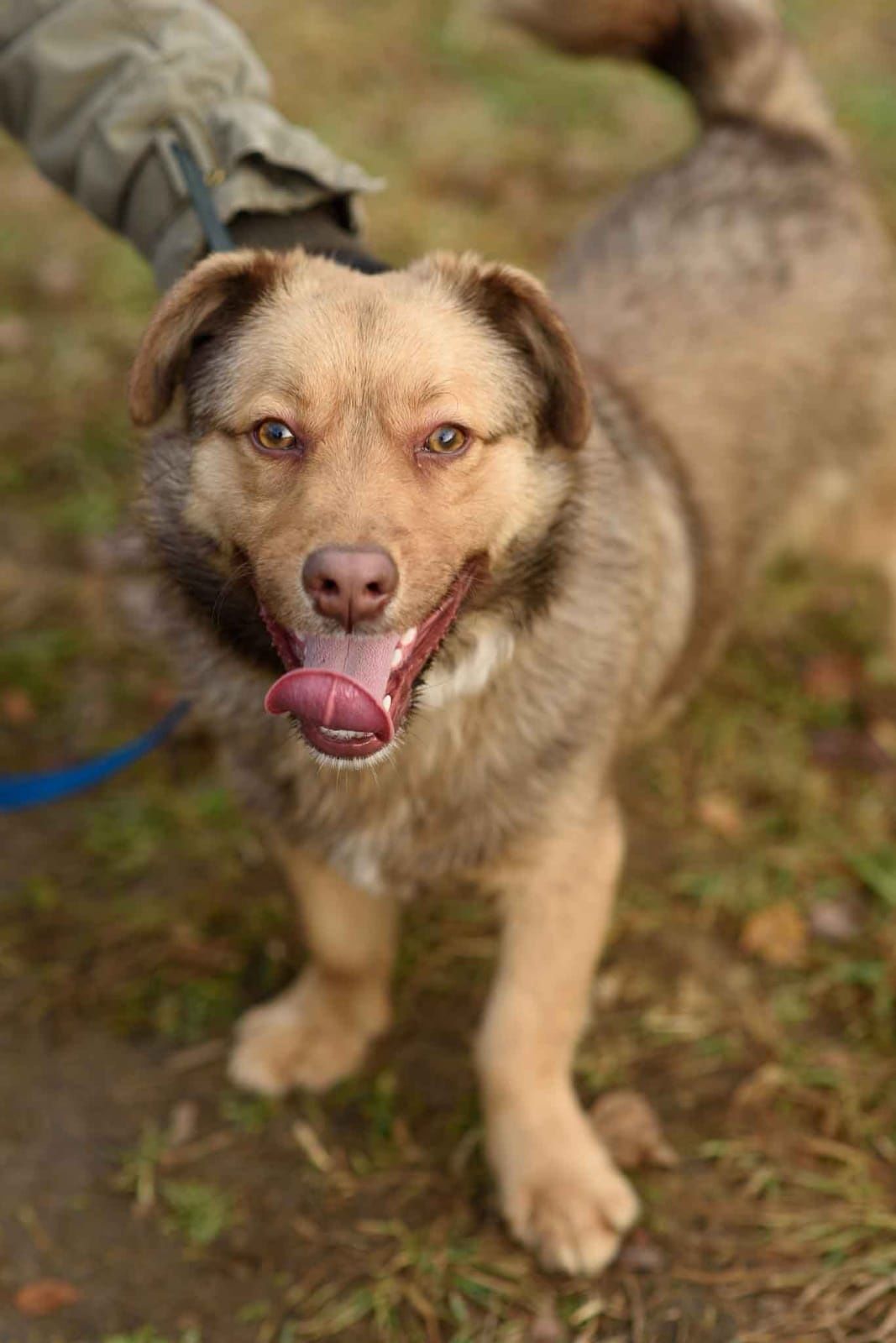 Tano czeka na adopcję