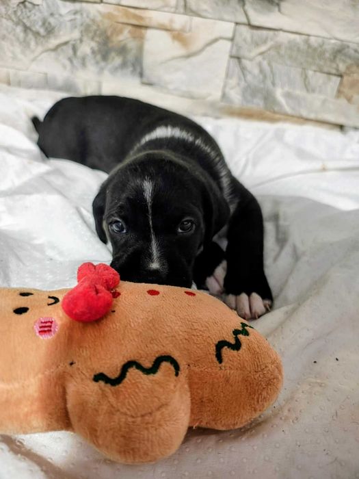 Szczeniaki gończy polski