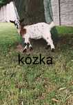 Kózki karłowate (miniaturki)