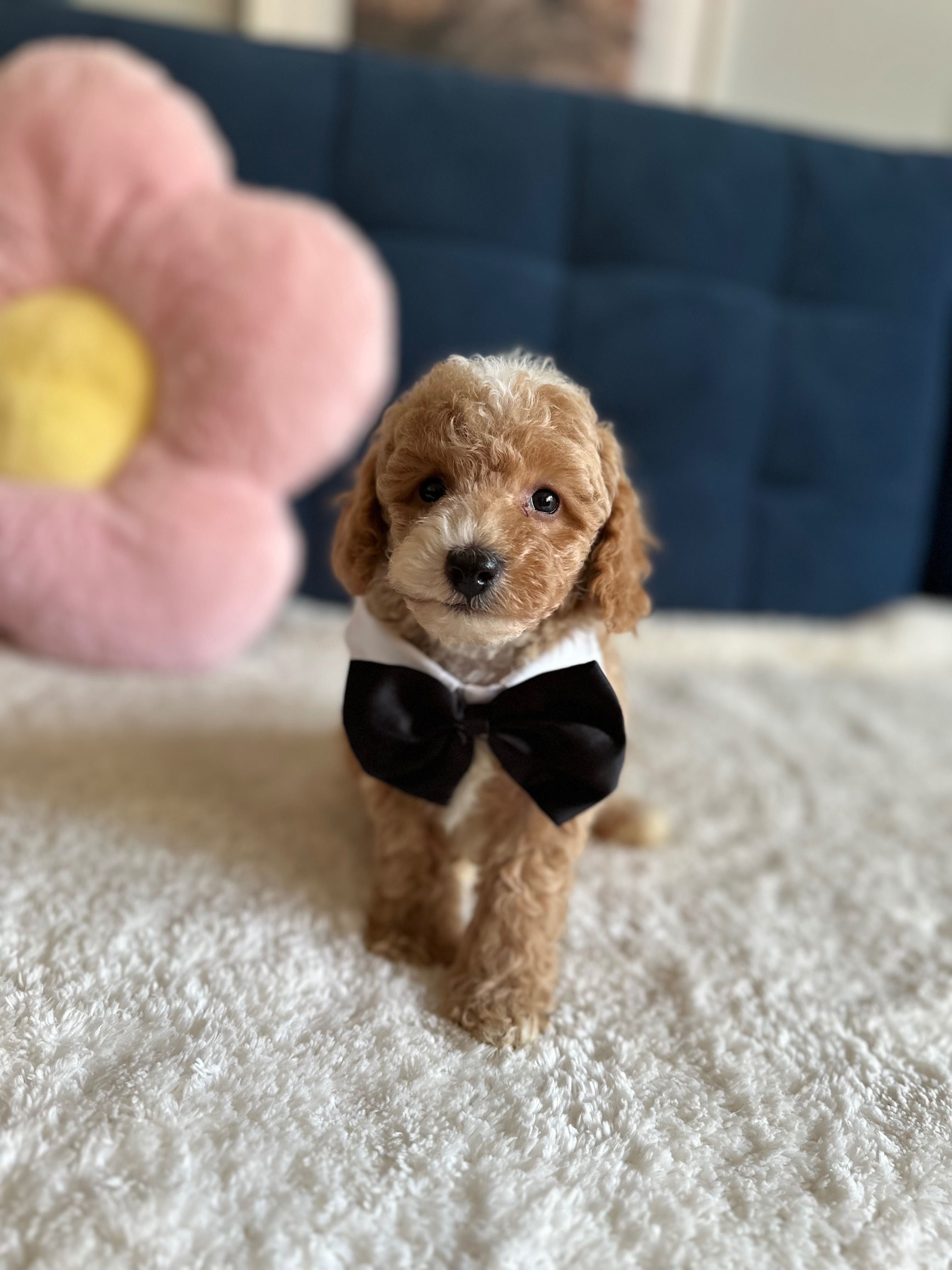 Śliczny Piesek Maltipoo F1b!