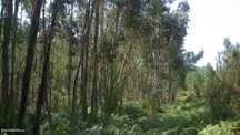 Terrenos em Santa Comba Dão