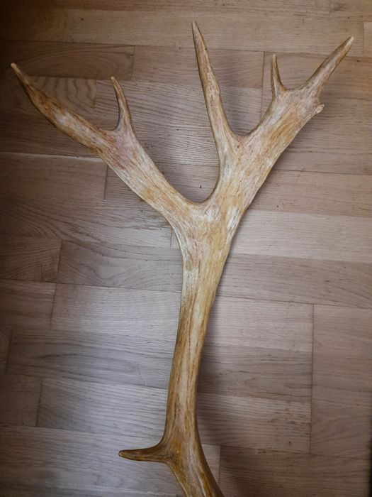 Рога оленя натуральные