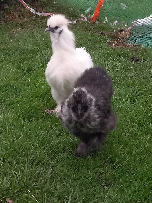 sprzedam koguty silki