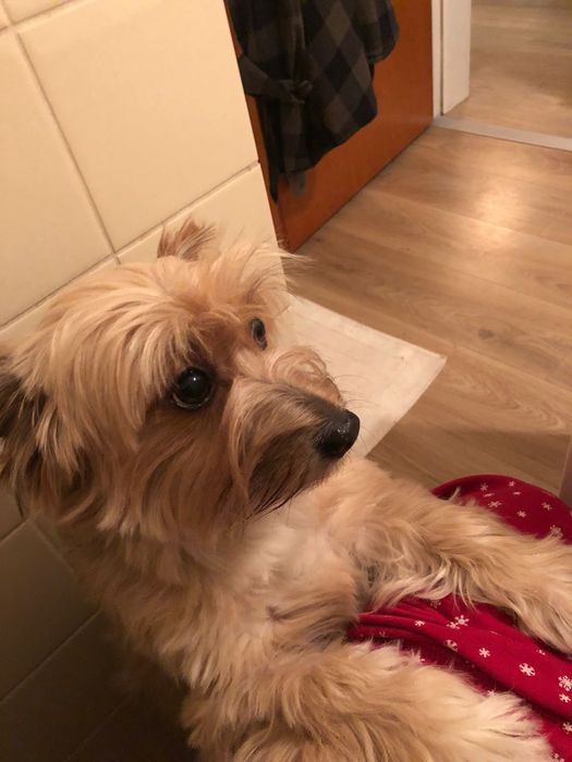 Перетримка маленьких собак