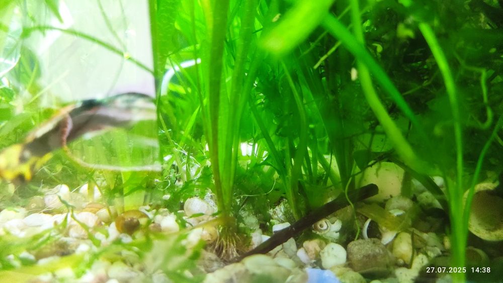 Rośliny akwariowe, wisteria, mech, rzęsa